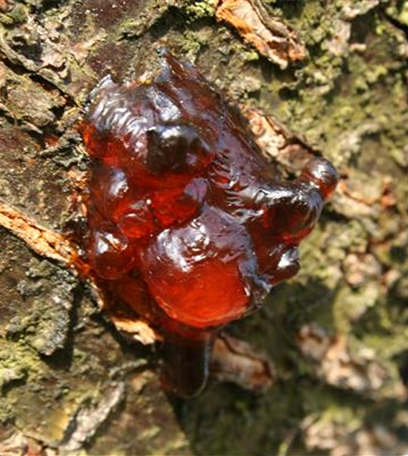 Gummifluss an Sauerkirschen