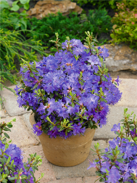 Rhododendron-impeditum-Saint-Merryn-in-pot-1200x630-proportionalbiggest.webp