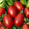 Solanum lycopersicum var. cerasiforme 'Baselbieter Röteli'