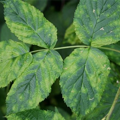 Himbeerblattgallmilbe