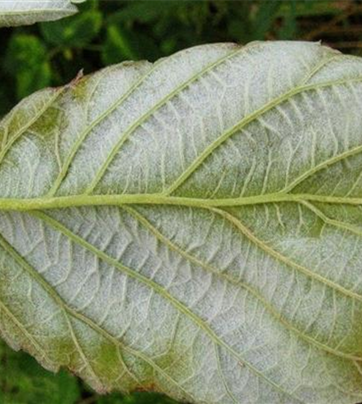 Himbeerblattgallmilbe