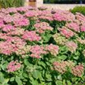 Sedum spectabile 'Rosenteller'