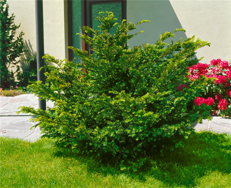TAXUS-BACCATA-1200x630-proportionalbiggest.webp