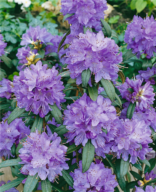 Rhododendron-impeditum-Blue-Tit-Magor-1200x630-proportionalbiggest.webp