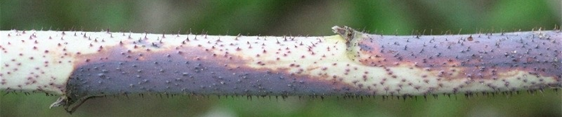 Himbeererutensterben1-800x600