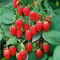 Rubus idaeus 'Tulameen'(s)
