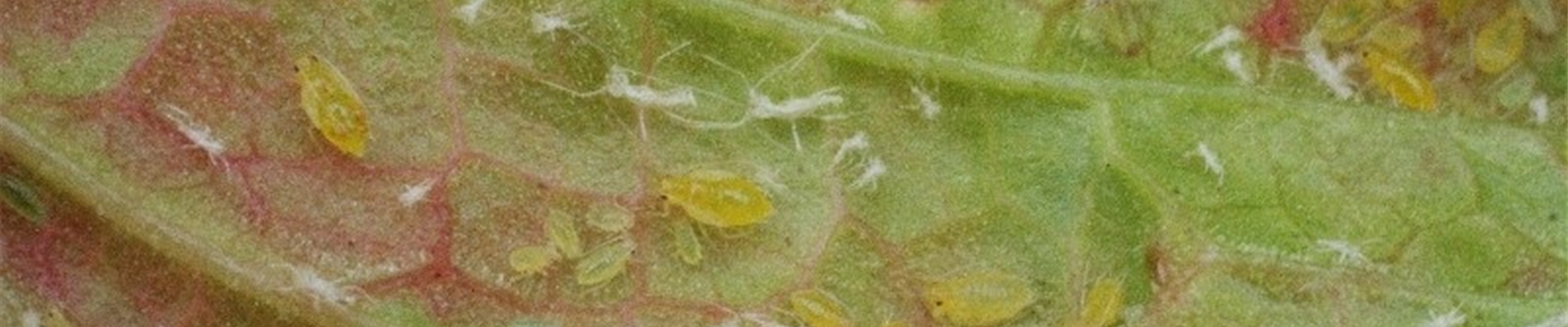 Johannisbeereblasenlaus1-800x600