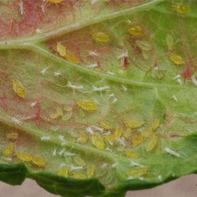 Johannisbeerblasenlaus