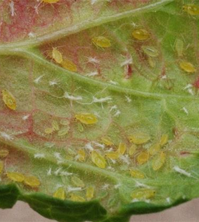 Johannisbeerblasenlaus