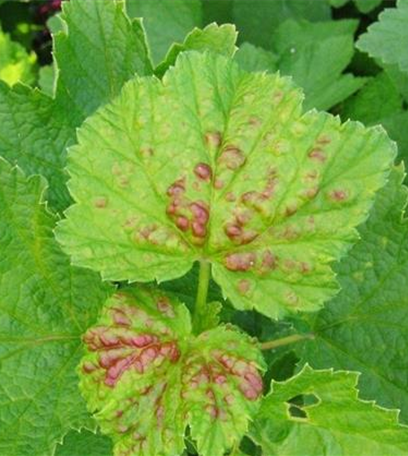 Johannisbeerblasenlaus