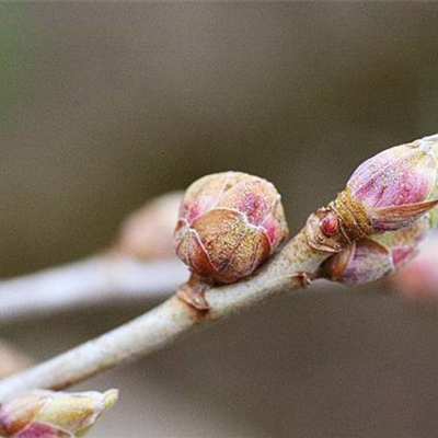 Johannisbeergallmilbe