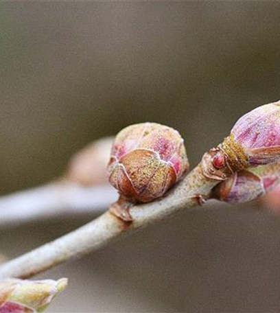 Johannisbeergallmilbe