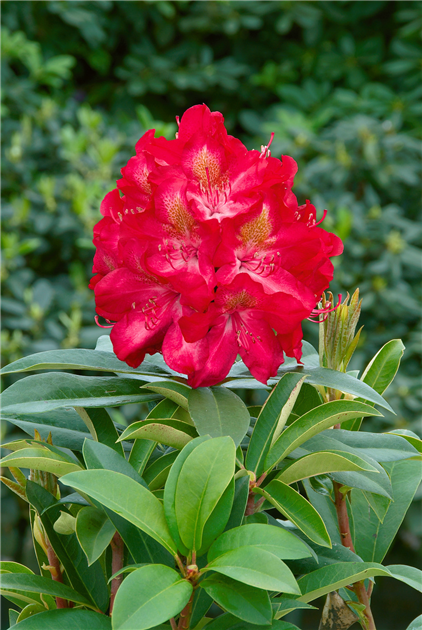 Rhododendron-Junifeuer-1200x630-proportionalbiggest.webp