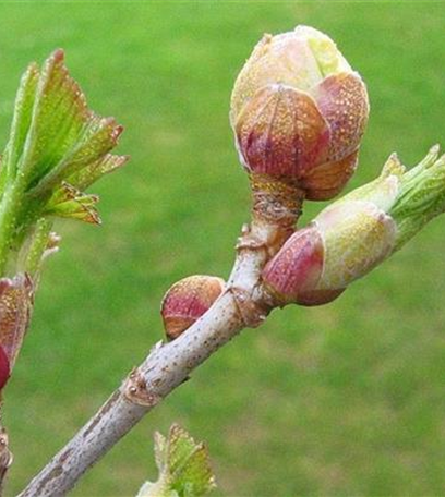 Johannisbeergallmilbe