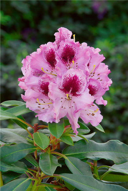 nova zembla red rhododendron Nova Zembla Rhododendron  Botanical Interests