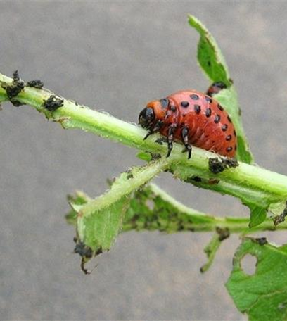 Kartoffelkäfer