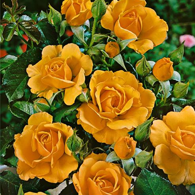 Beetrose 'Amber Queen'® Beetrose 'Amber Queen'®