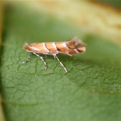 Kastanienminiermotte