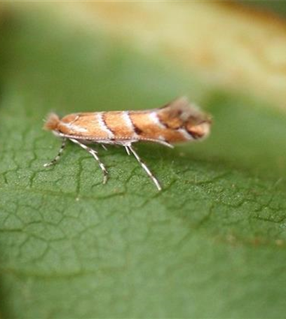 Kastanienminiermotte