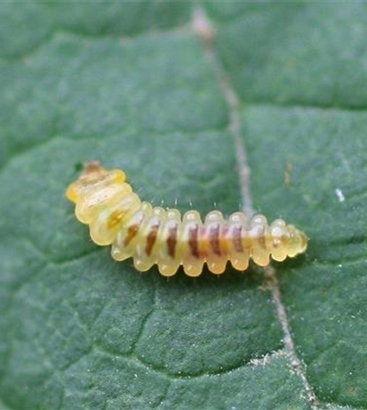 Kastanienminiermotte