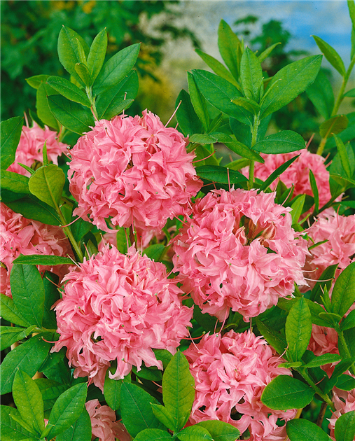 RHODODENDRON-KNAPHILL-HOMEBUSH-AZALEA-1200x630-proportionalbiggest.webp