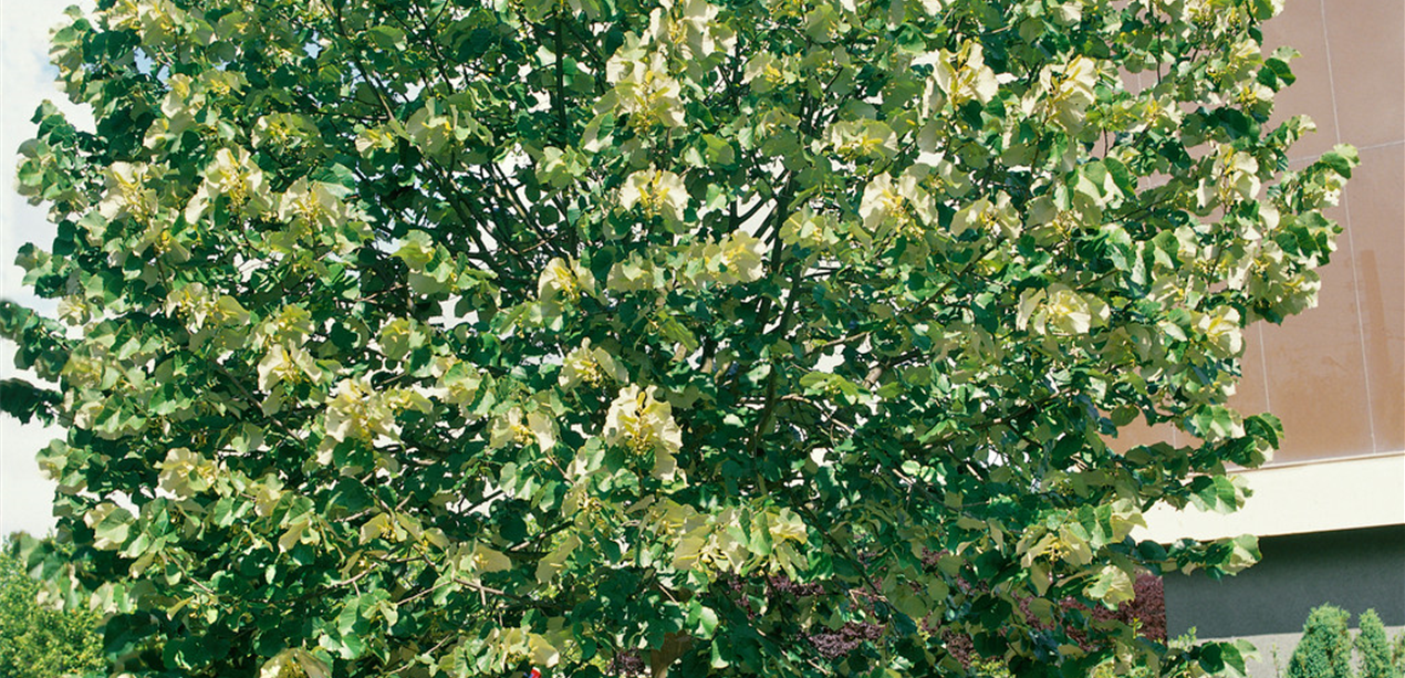 Tilia tomentosa