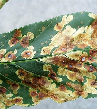 Kastanienminiermotte