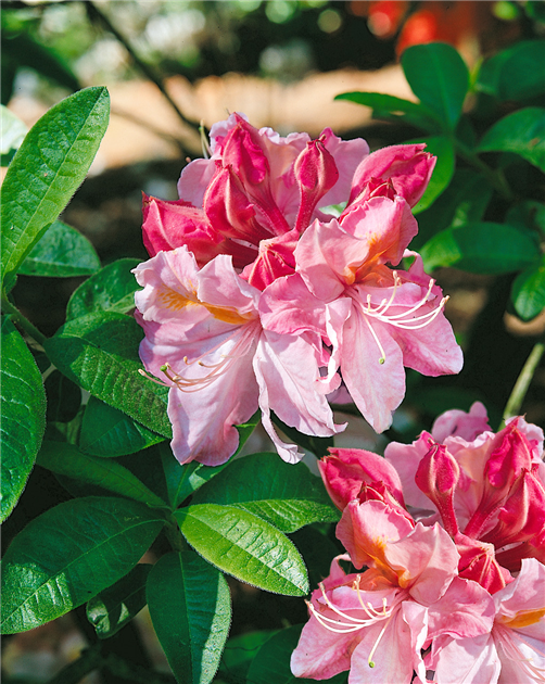 RHODODENDRON-KNAPHILL-CECILE-AZALEA-1200x630-proportionalbiggest.webp