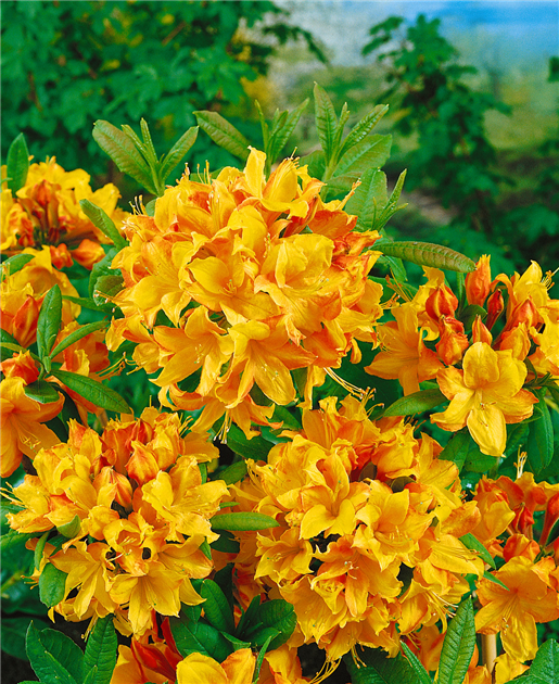RHODODENDRON-KNAPHILL-DIORAMA-AZALEA-1200x630-proportionalbiggest.webp