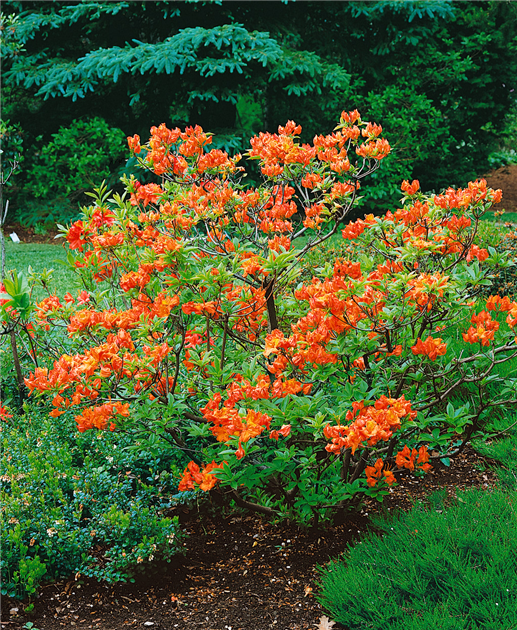 RHODODENDRON-KNAP-HILL -CHARLES-BOWMAN-AZALEA-1200x630-proportionalbiggest.webp