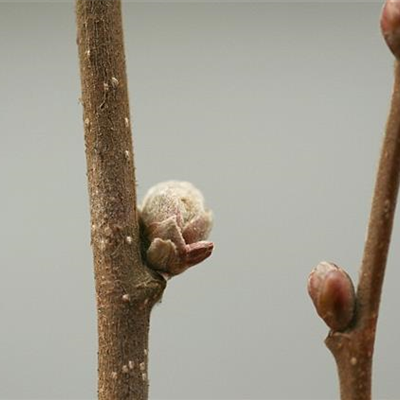 Knospengallmilbe an Haselnuss