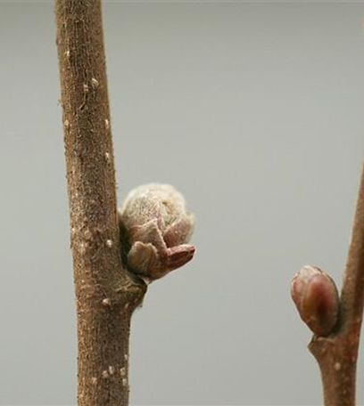 Knospengallmilbe an Haselnuss