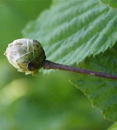 Knospengallmilbe an Haselnuss