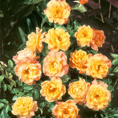 Kletterrose 'Moonlight'®