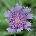 Stokesia laevis 'Klaus Jelitto'