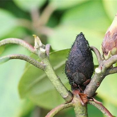 Knospensterben an Rhododendron