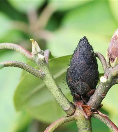 Knospensterben an Rhododendron