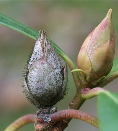 Knospensterben an Rhododendron