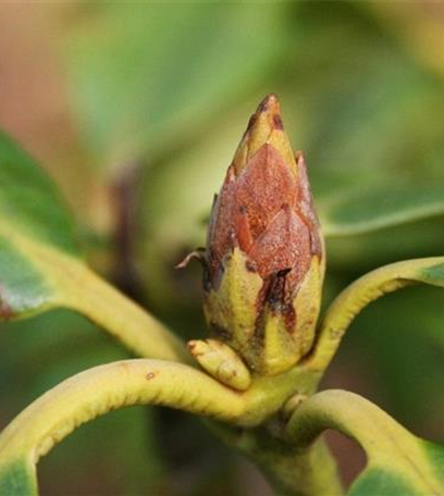 Knospensterben an Rhododendron