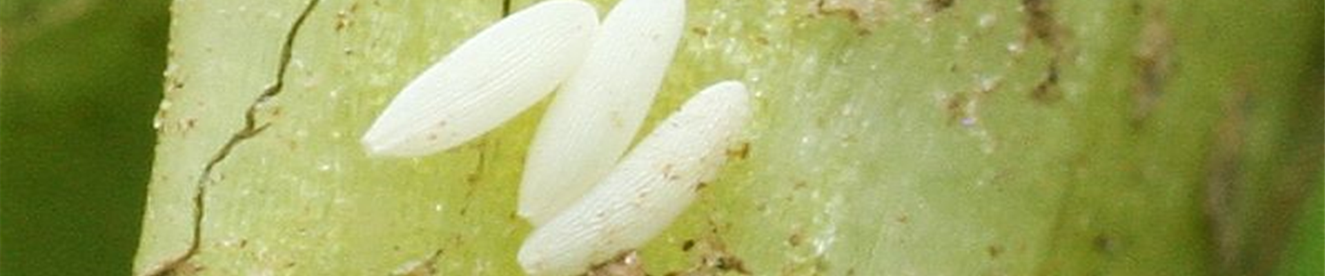 Kohlfliege_eier1-800x600