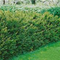 Taxus x media 'Groenland'