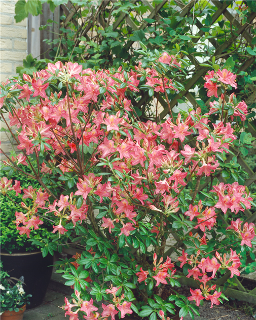 thuja d6 dhu Pflüger Thuja D6 Globuli Thuja occidentalis D6 Streukügelchen 10 g main image 1