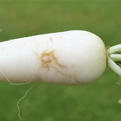 Kohlfliege an Radieschen und Rettich