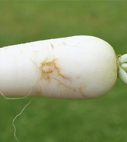 Kohlfliege an Radieschen und Rettich