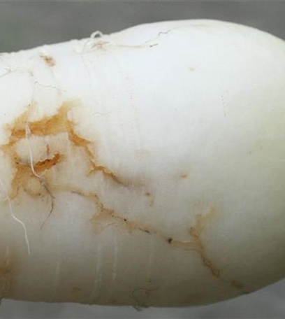 Kohlfliege an Radieschen und Rettich