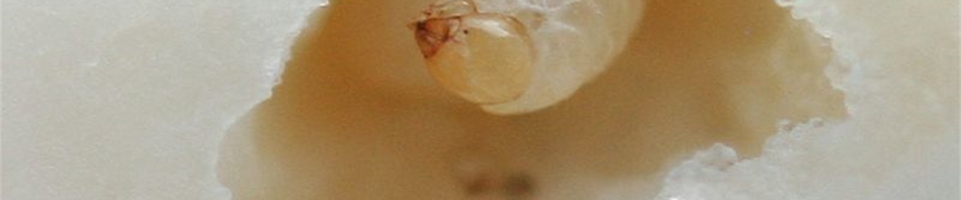 Kohl_gallenruessler_larve1-800x600