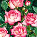 Rosa 'Nostalgie'®