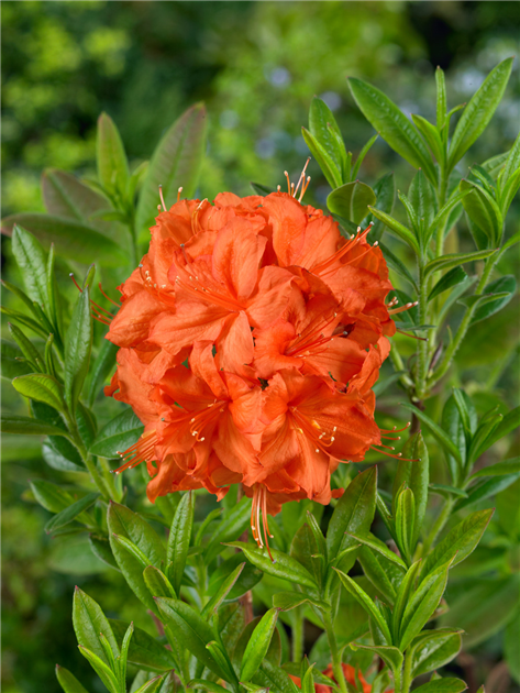 Rhododendron-calendulaceum-Parkfeuer-1200x630-proportionalbiggest.webp