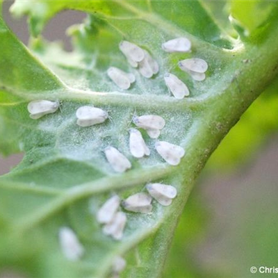 Kohlmottenschildlaus