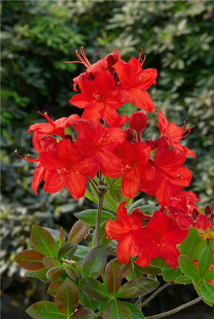 rhododendron roseum pink Rhododendron